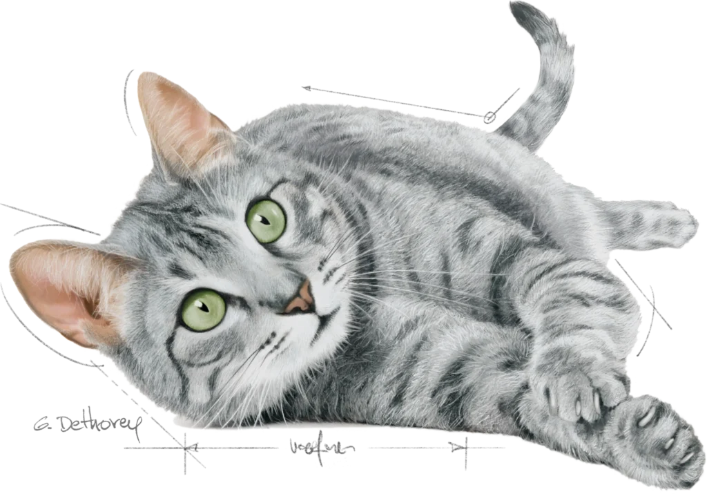 Carré Noir pour Royal Canin - Illustration packaging Dessin de chat hyperréaliste pour Royal Canin