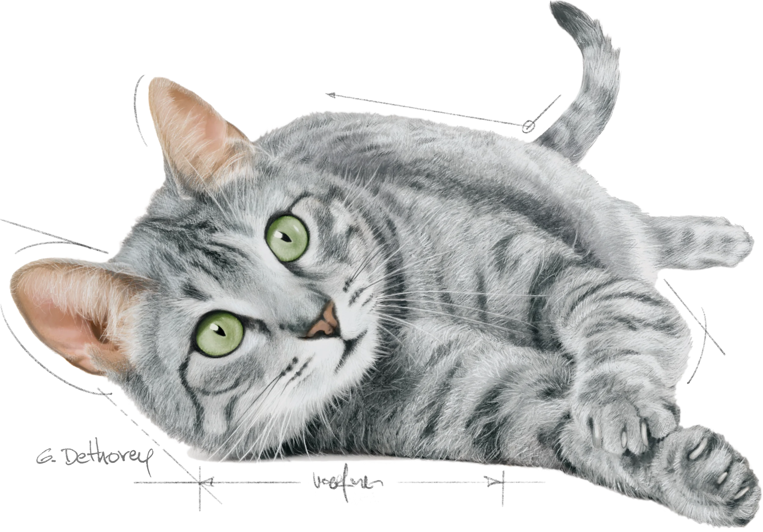 Dessin de chat hyperréaliste pour Royal Canin