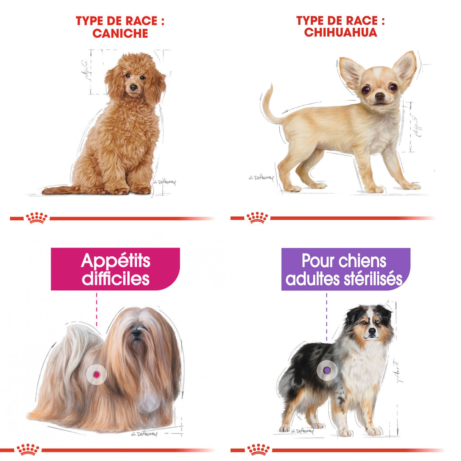 Illustration hyperréaliste pour packaging - Avec Carré Noir pour Royal Canin