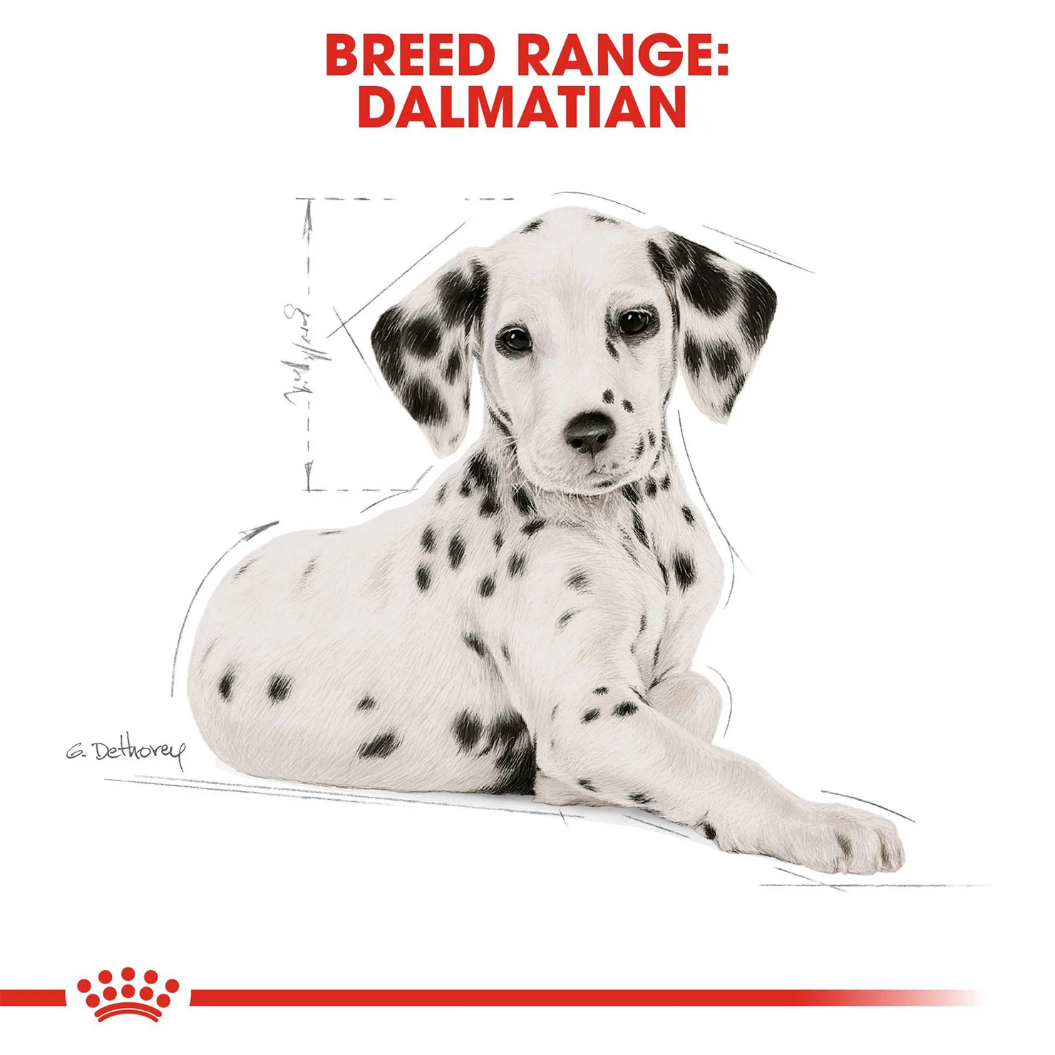 Illustration hyperréaliste pour packaging - Avec Carré Noir pour Royal Canin