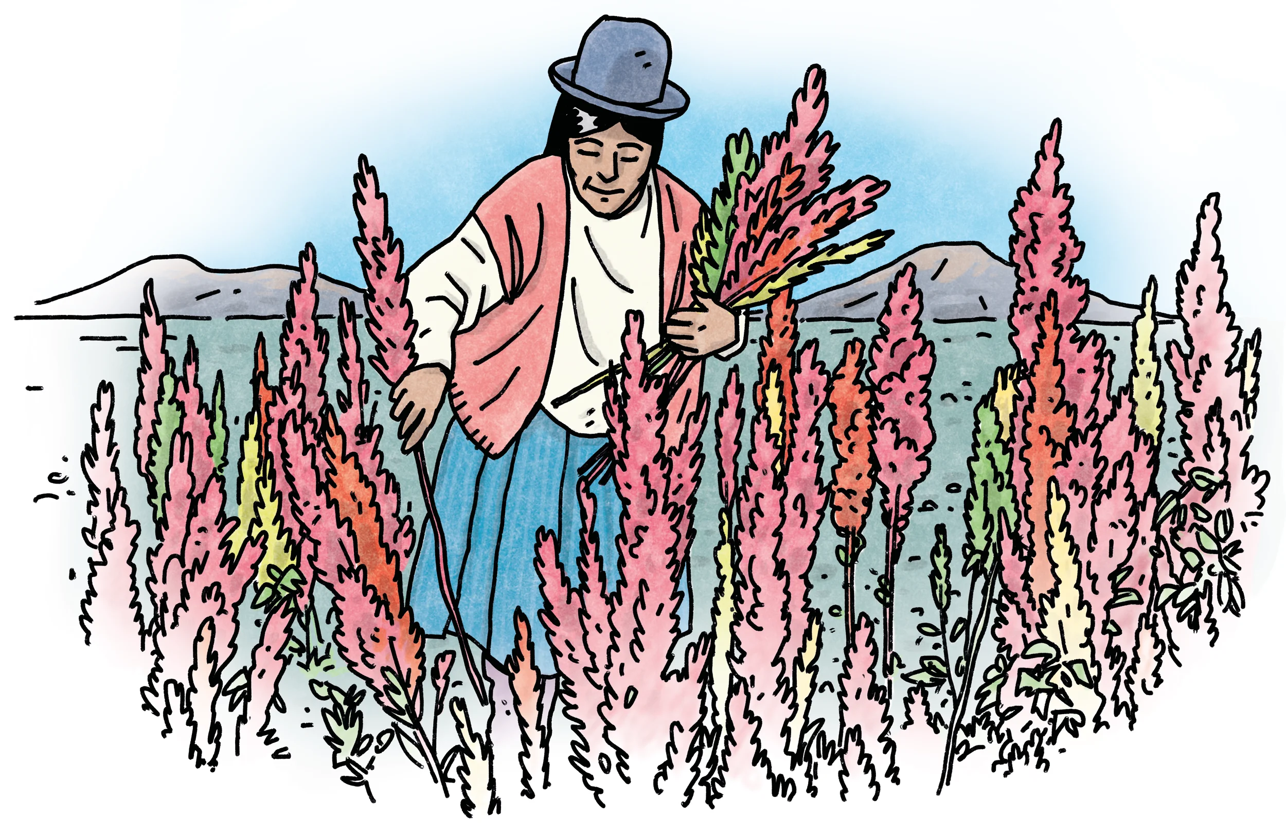 Dessin pour des kakémonos de l'Institut Agro Montpellier