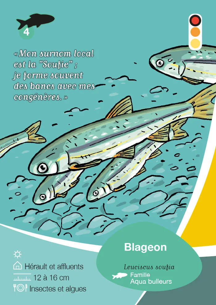 Jeu de carte Natura 2000 pour la communauté de communes Vallée de l'Hérault
