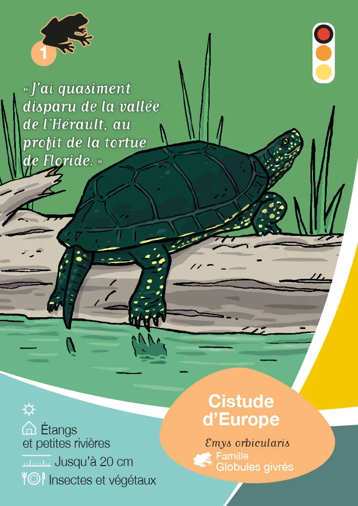 Jeu de carte Natura 2000 pour la communauté de communes Vallée de l'Hérault