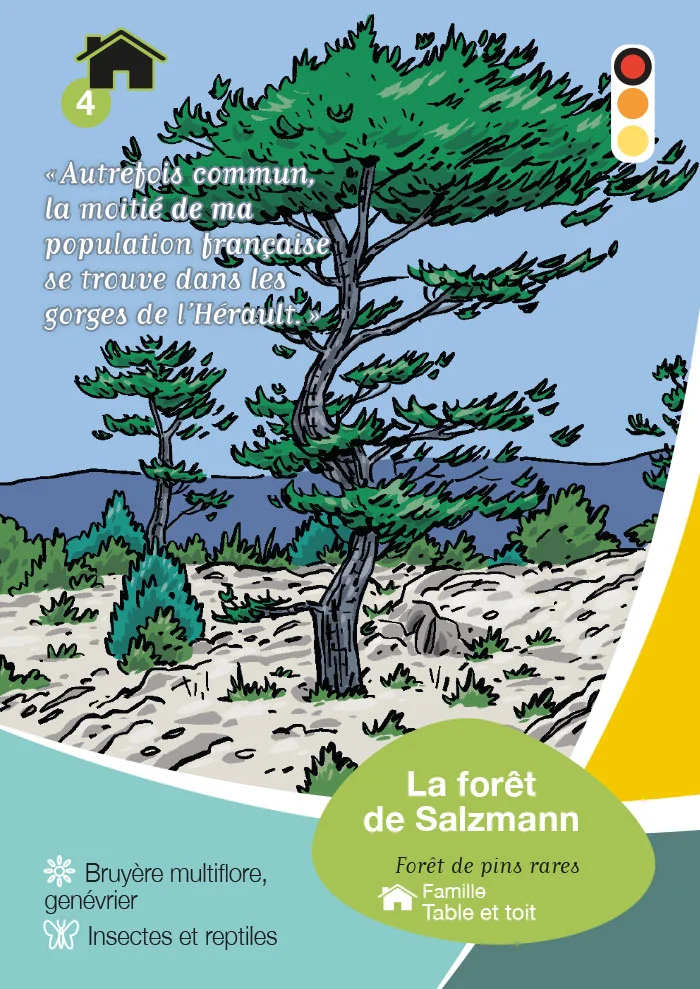 Jeu de carte Natura 2000 pour la communauté de communes Vallée de l'Hérault